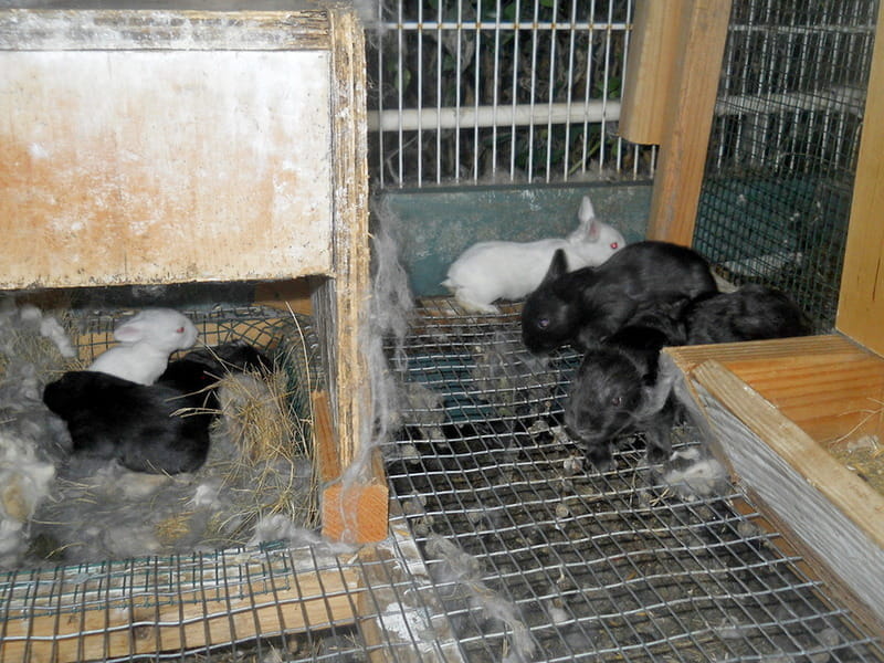 baby bunnies everywhere