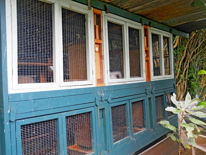 big hutch with the feeders installed