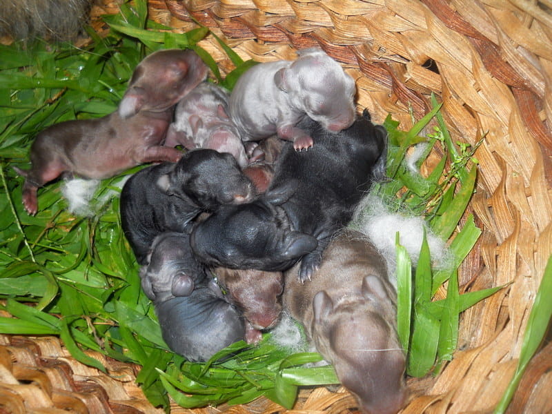 day old babies