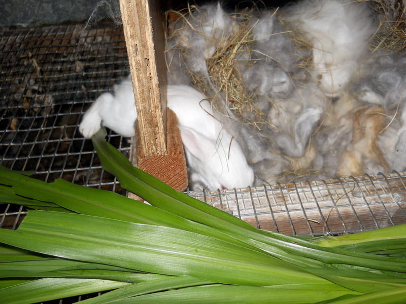 baby getting back into the nest
