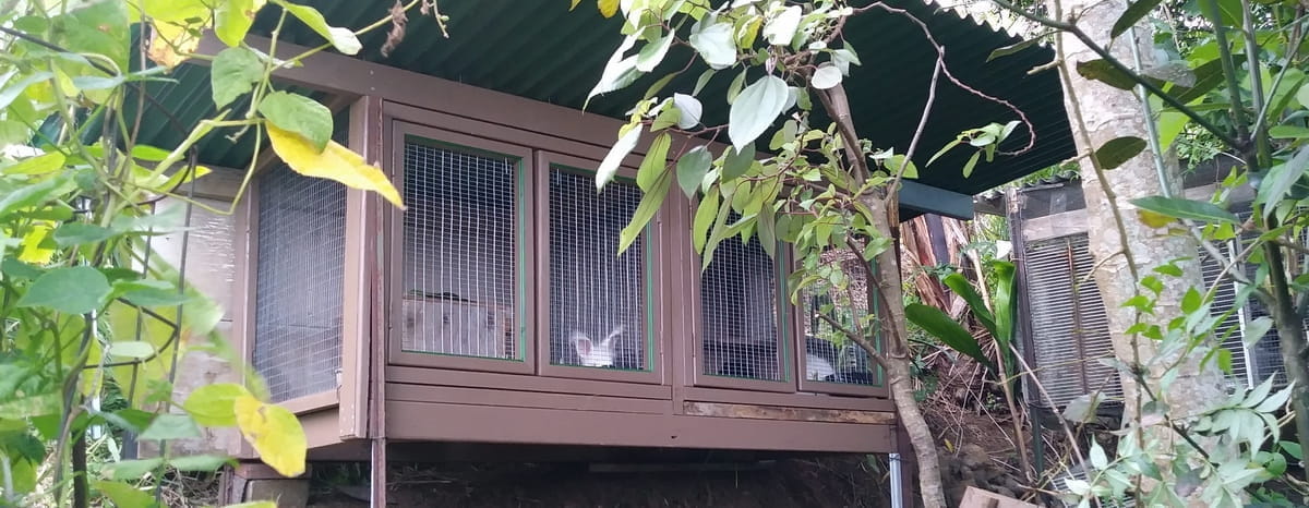 new bunny hutch